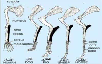 عدد المشاهدات