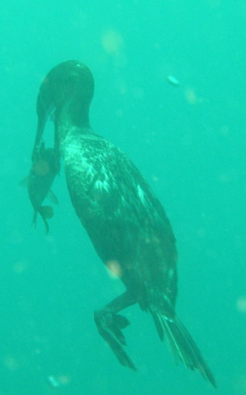  cormorant1.jpg