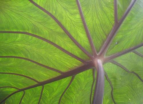 المعجزات الحيوية فى الأوراق النباتية  800px-Taro_leaf_underside,_backlit_by_sun