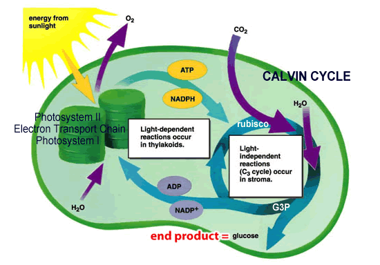 تحدث تفاعلات حلقة كالفن calvin cycle في جزء من البلاستيدات الخضراء يسمى الغرانا grana.