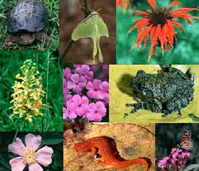 التنوع الحيوي (Biodiversity) في القرآن الكريم