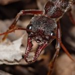 1024px-Bullant_head_detail