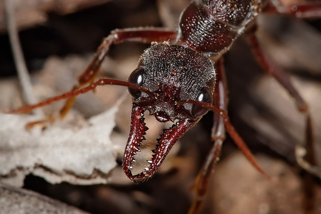 1024px-Bullant_head_detail