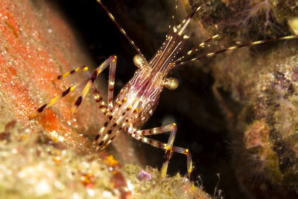 california-shrimp-PNZY79F