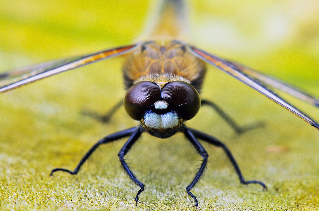 four-spot-dragonfly-1811835_1280