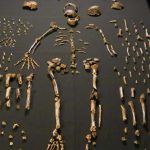 idea_SIZED-Homo_naledi_skeletal_specimens