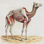 a-detailed-anatomical-drawing-of-a-camel-the-camel-P-qPqz6pTf6qzanmEz9SKw-80qKs2XpR0C1DqCeJAo0rw-cover