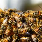 honey-bees-326334_1280 (1)