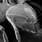 Ant_SEM